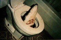 Shark Toilet